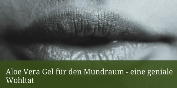 Aloe Vera Gel - die Wüstenlilie