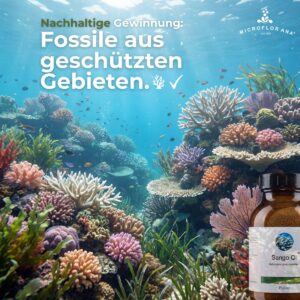 Sango Qi - Fossile Korallen