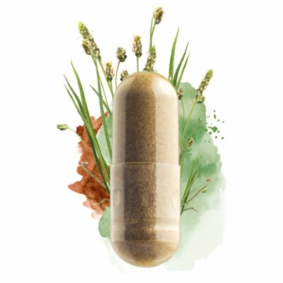 Flohsamenschalen Kapseln von Microflorana Flohsamenschalen Kapseln von Microflorana