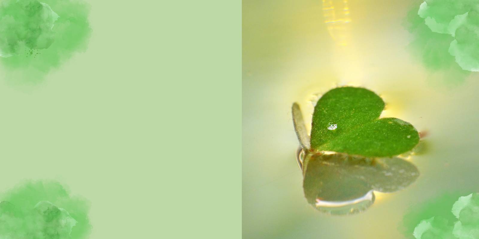 Microflorana-Bioticana