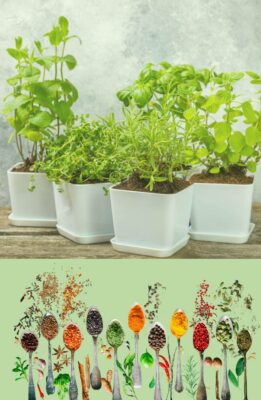 Entsäuerung - Kräuter und Gewürze